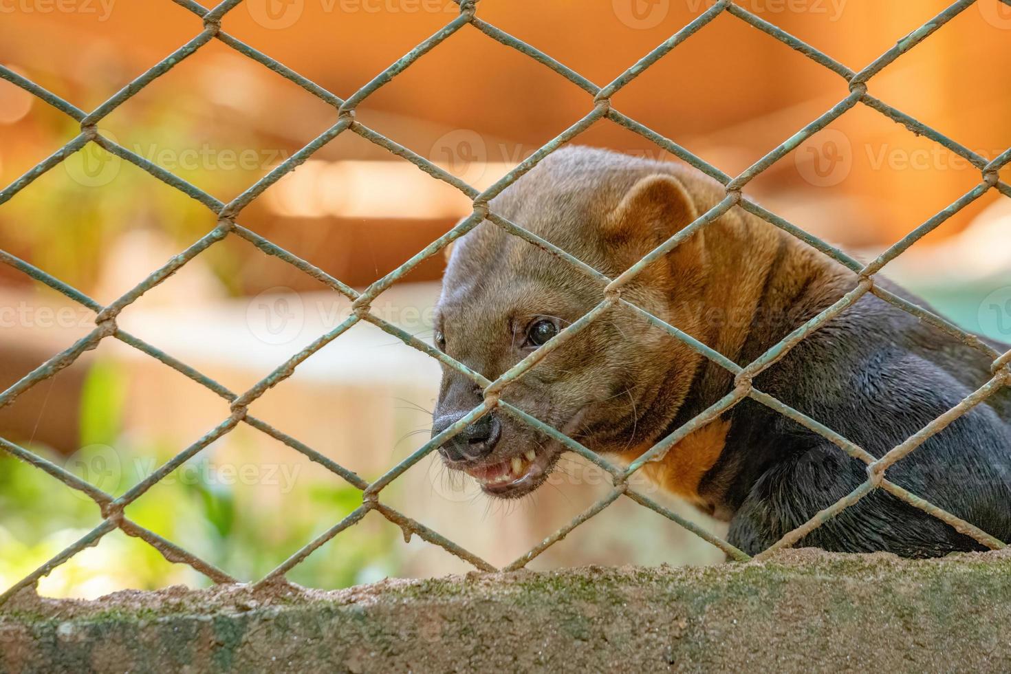 tayra vilda djur foto