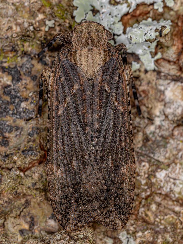 vuxen planthopper insekt foto