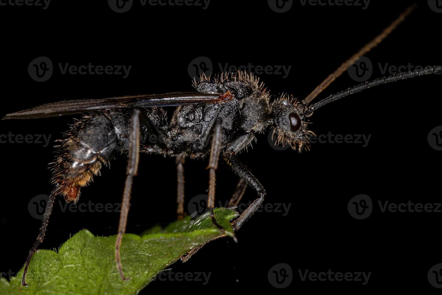 vuxen bevingad manlig ectatommine -myra foto