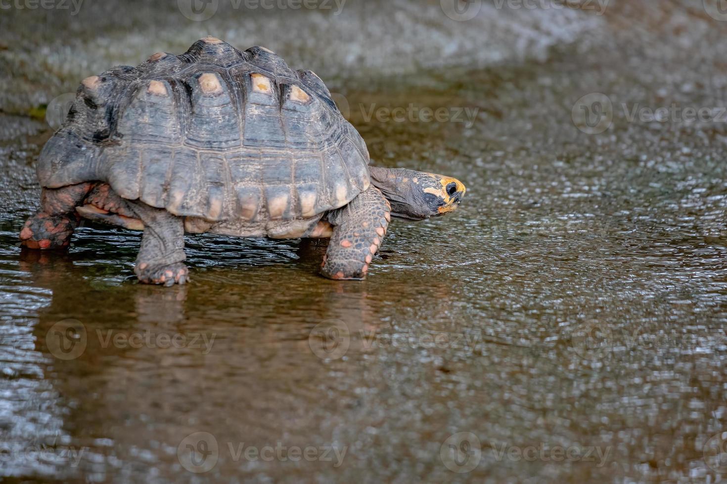 brasiliansk jättesköldpadda foto