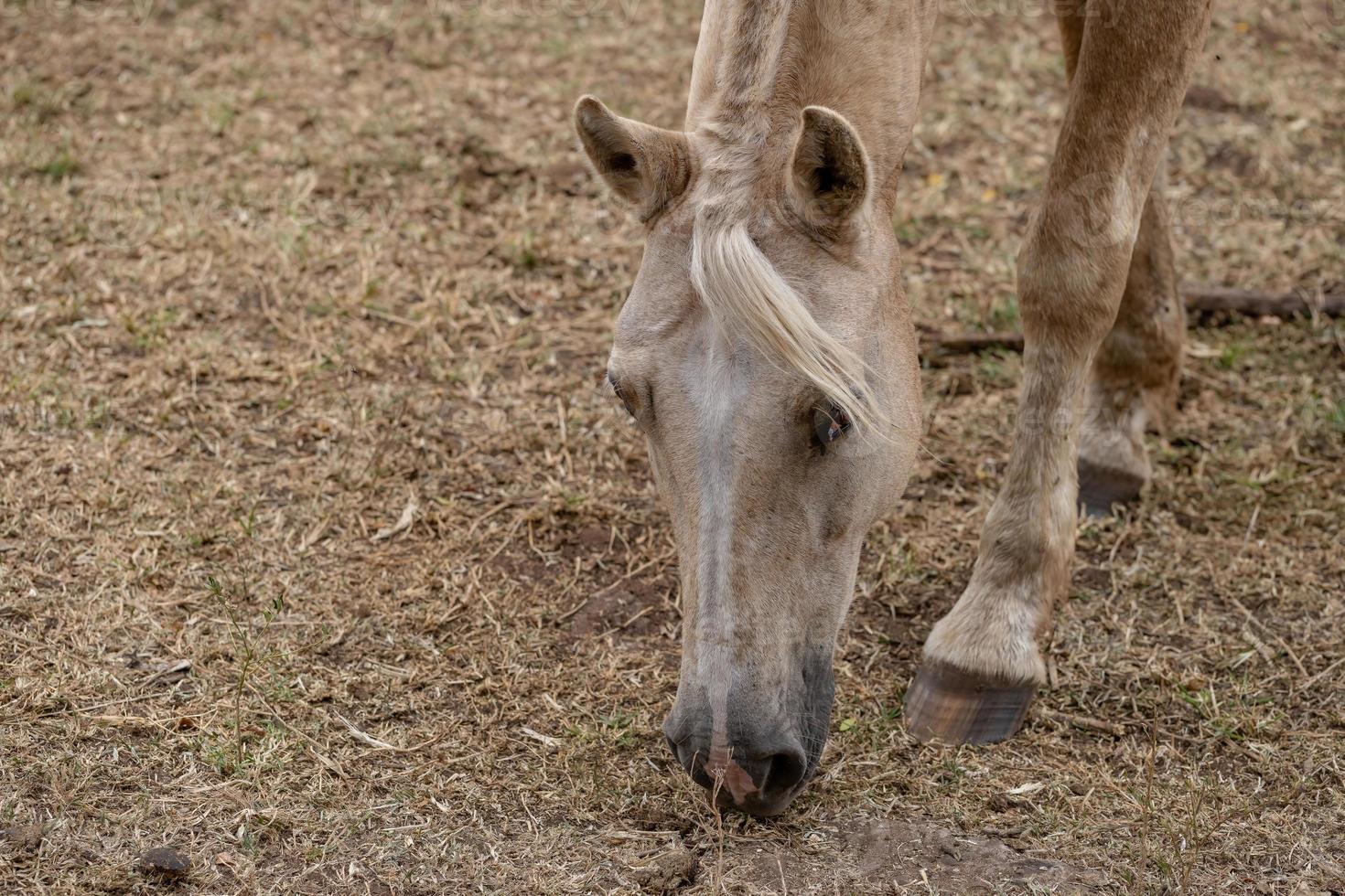häst i en brasiliansk gård foto