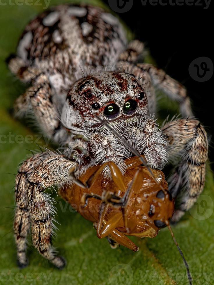 jätte hoppspindel foto