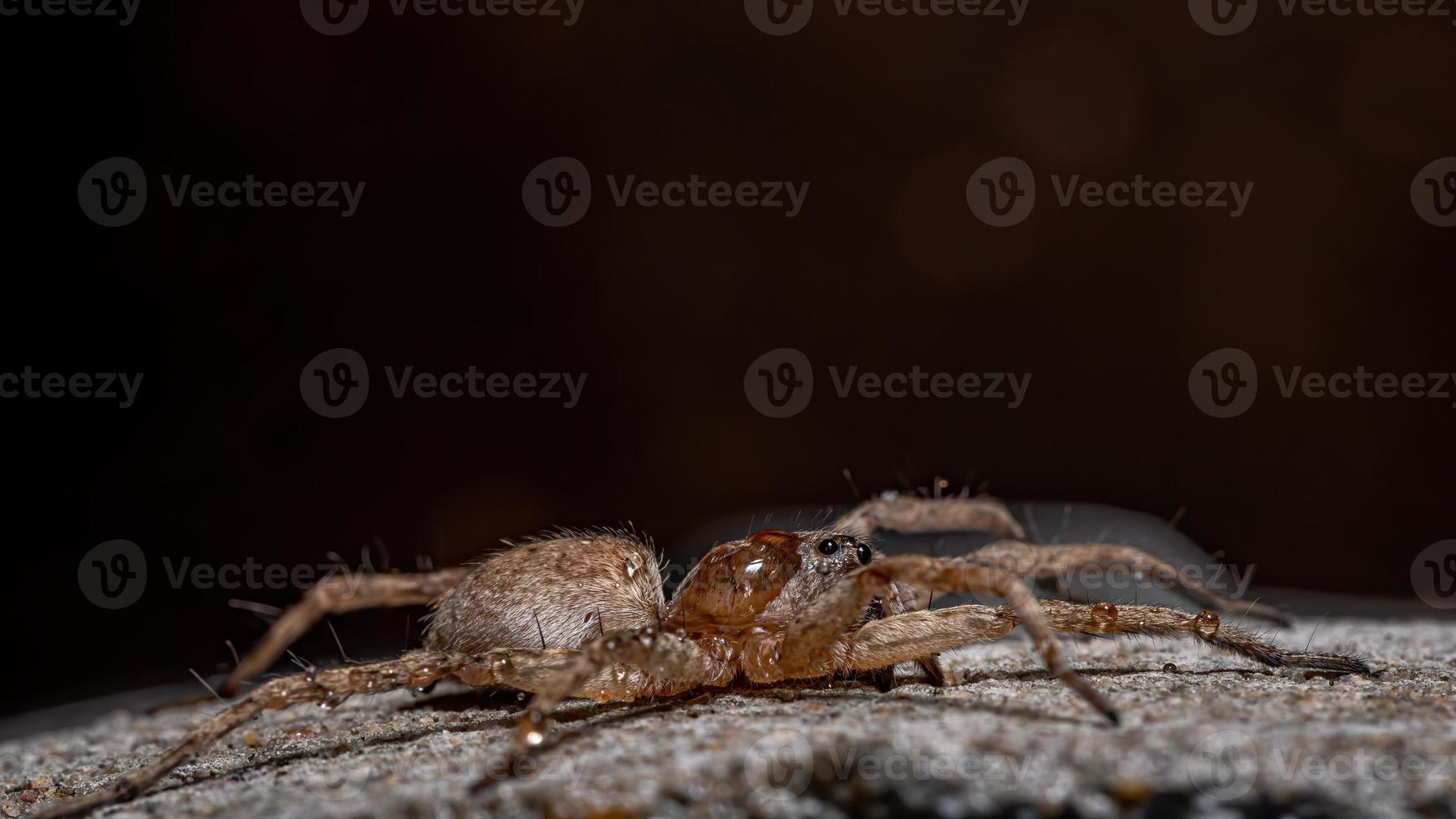 vuxen vargspindel foto