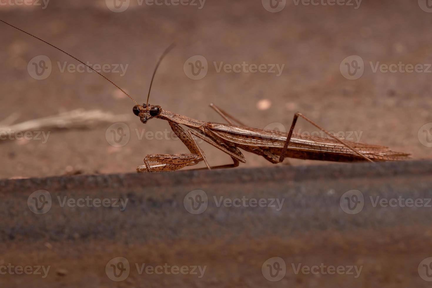 manlig vuxen spindelspruta foto