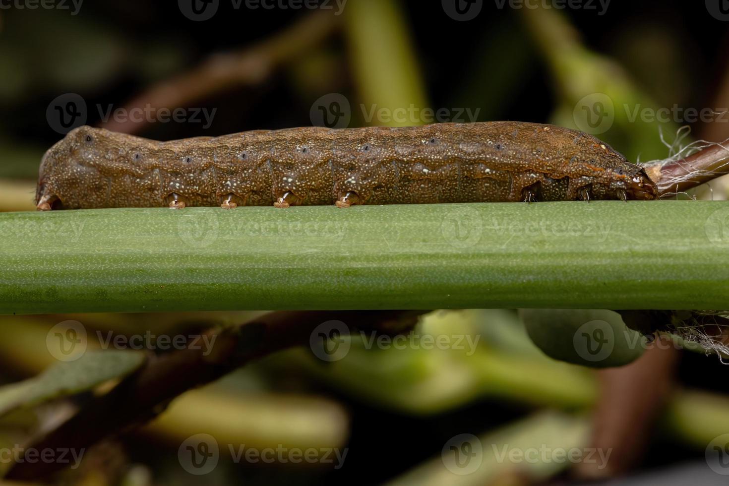 larv som äter ett gräslökblad foto