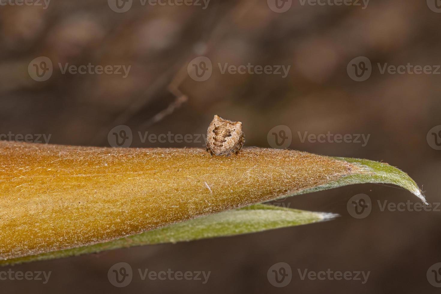 liten orbweaver spindel foto