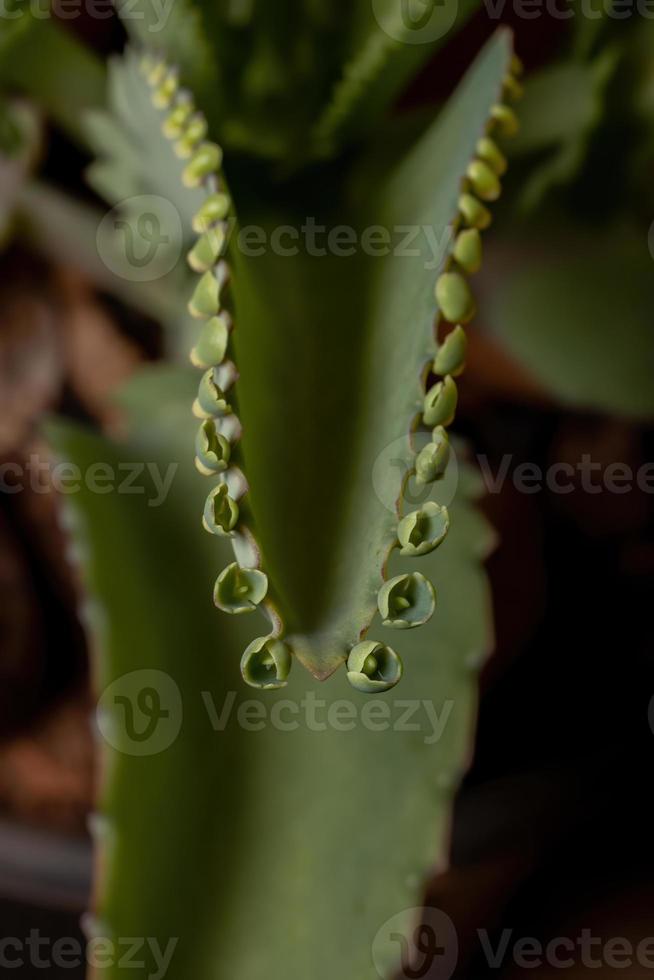 detaljer om bladen på en krasblommig växt foto