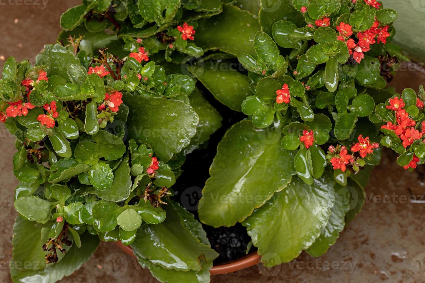 flammande katröd blomma med regndroppar foto