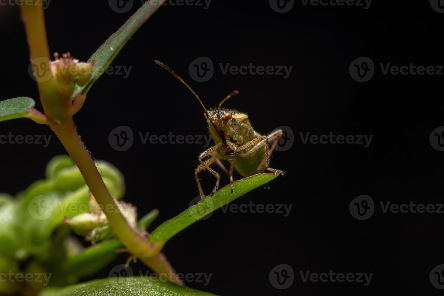 vuxen doftlös växtbugg foto