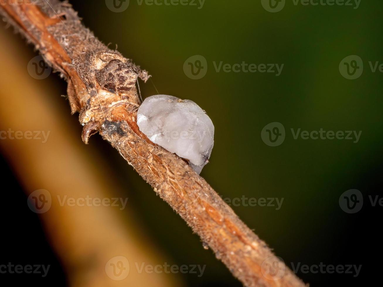 sköldpadda skalor insekter foto