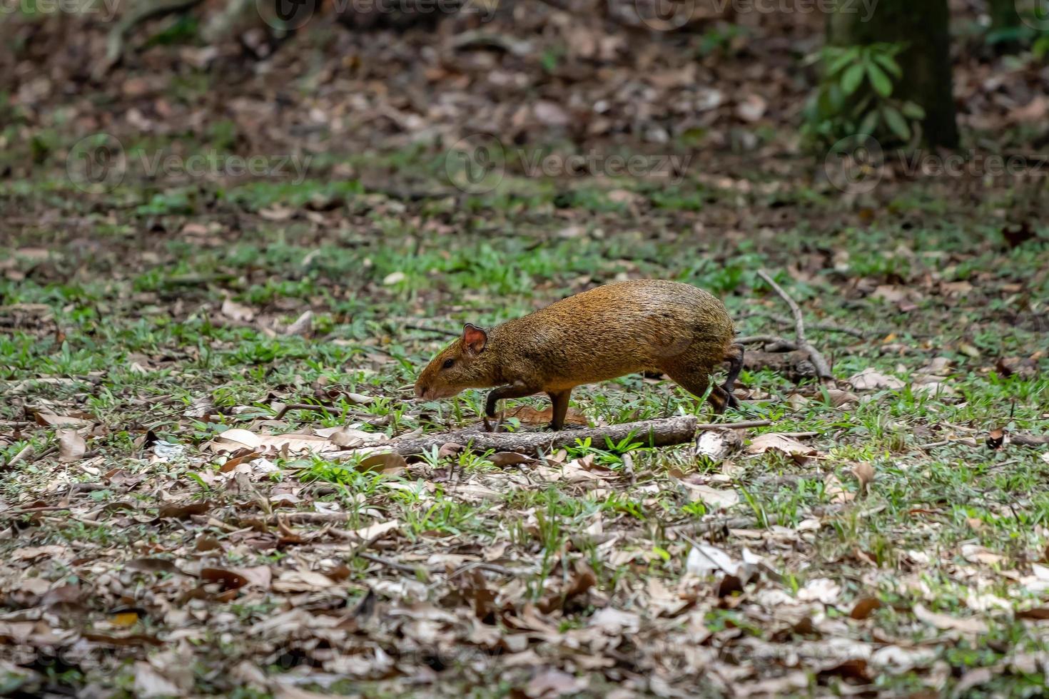 agouti vilda djur av släktet dasyprocta foto