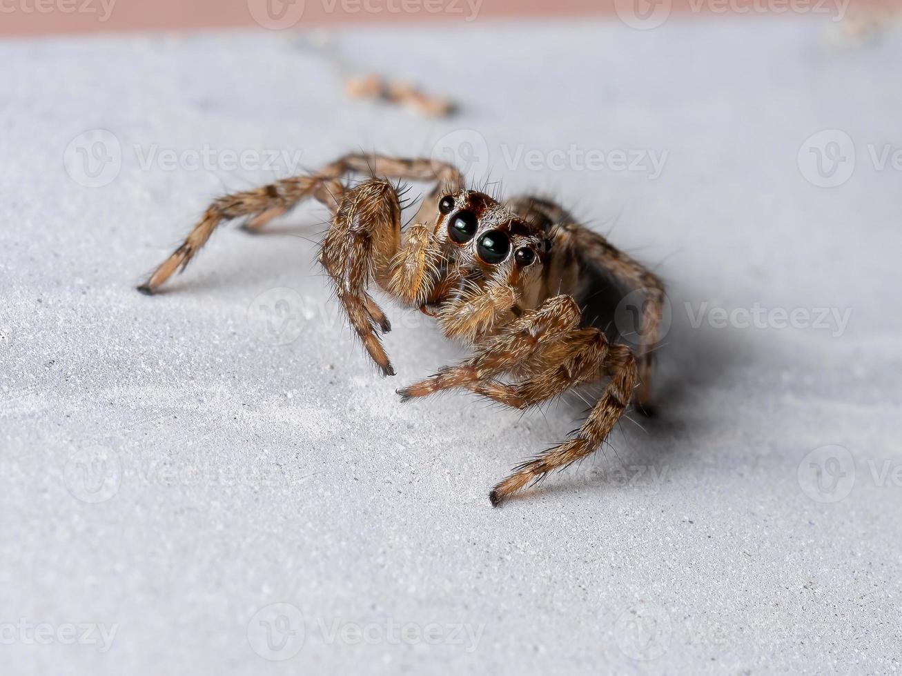 pantropisk hoppspindel foto