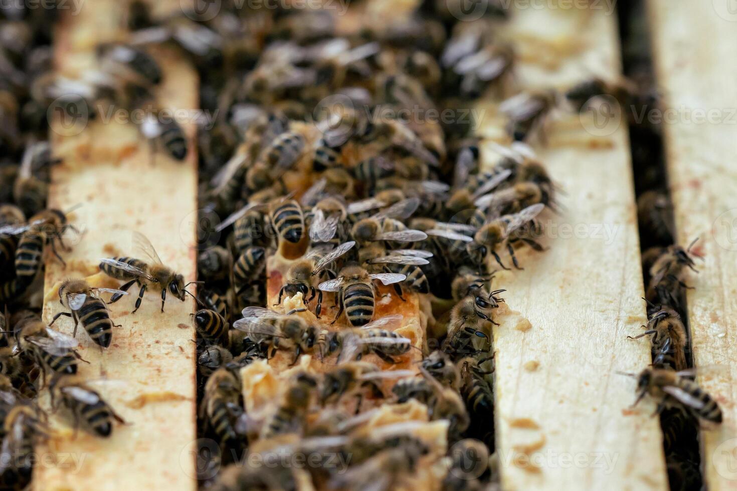 stänga upp se av de öppen bikupa som visar de ramar befolkad förbi honung bin. bin i vaxkaka. foto