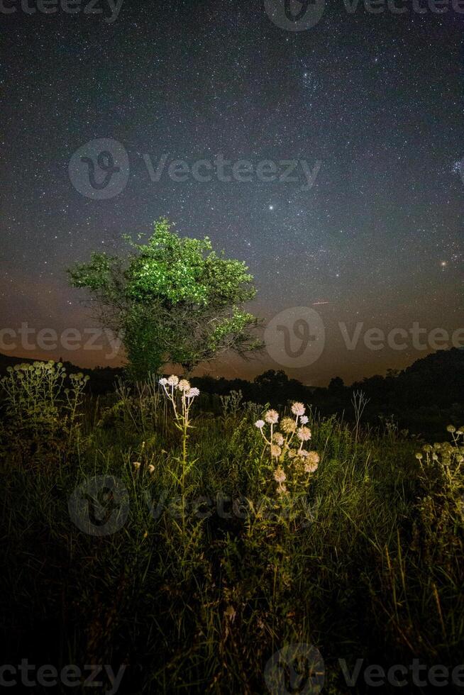 tistel spika bollar och små träd på starry sommar natt natt bakgrund foto