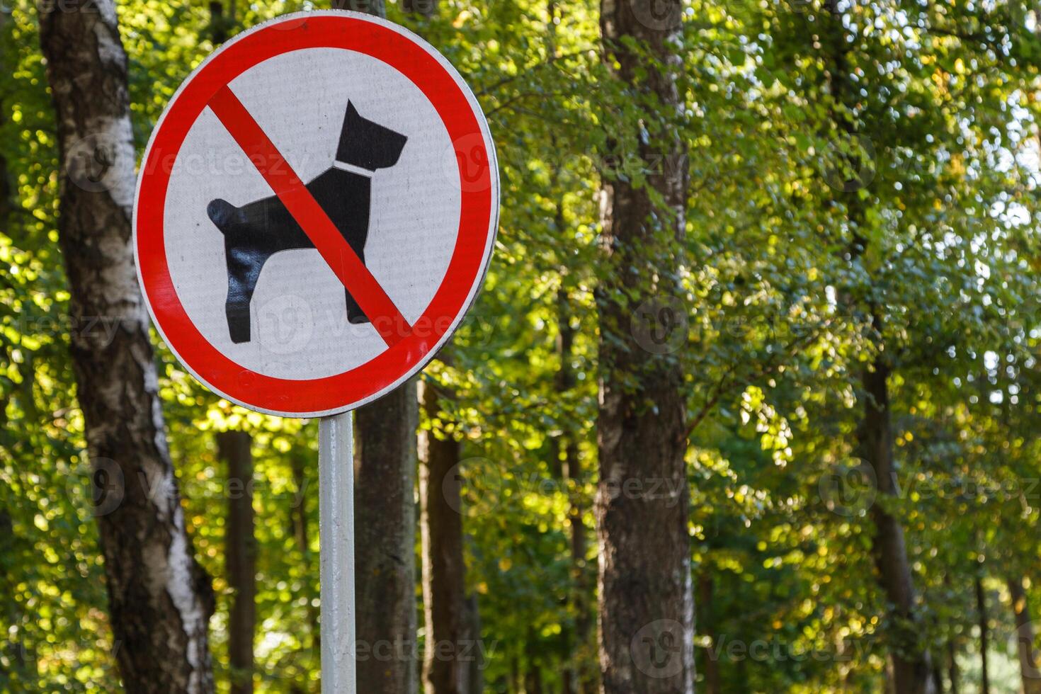 Nej hundar tillåten tecken på Pol i sommar grön parkera skog - närbild med selektiv fokus och bakgrund bokeh fläck foto