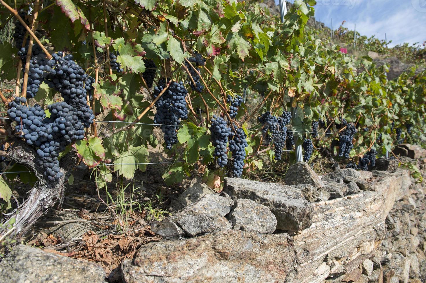 röda druvor, heroisk vinodling, ribeira sacra, galicien, spanien foto