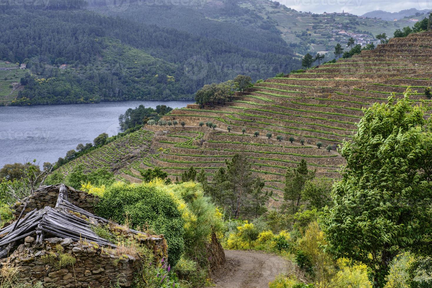 landskap av terrasserade vingårdar vid floden minho i ribeira sacra, galicien, spanien foto