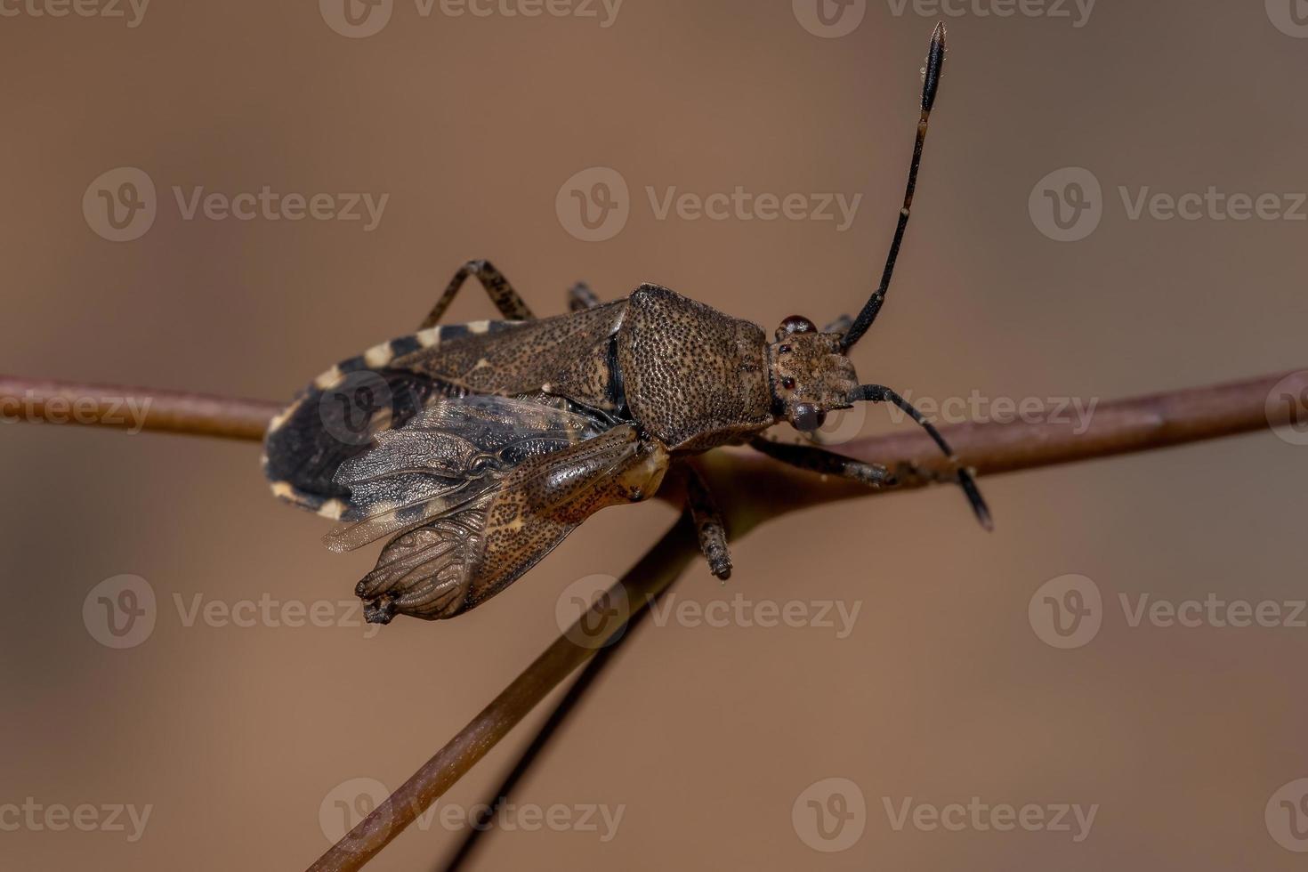 vuxen bladfotad insekt foto