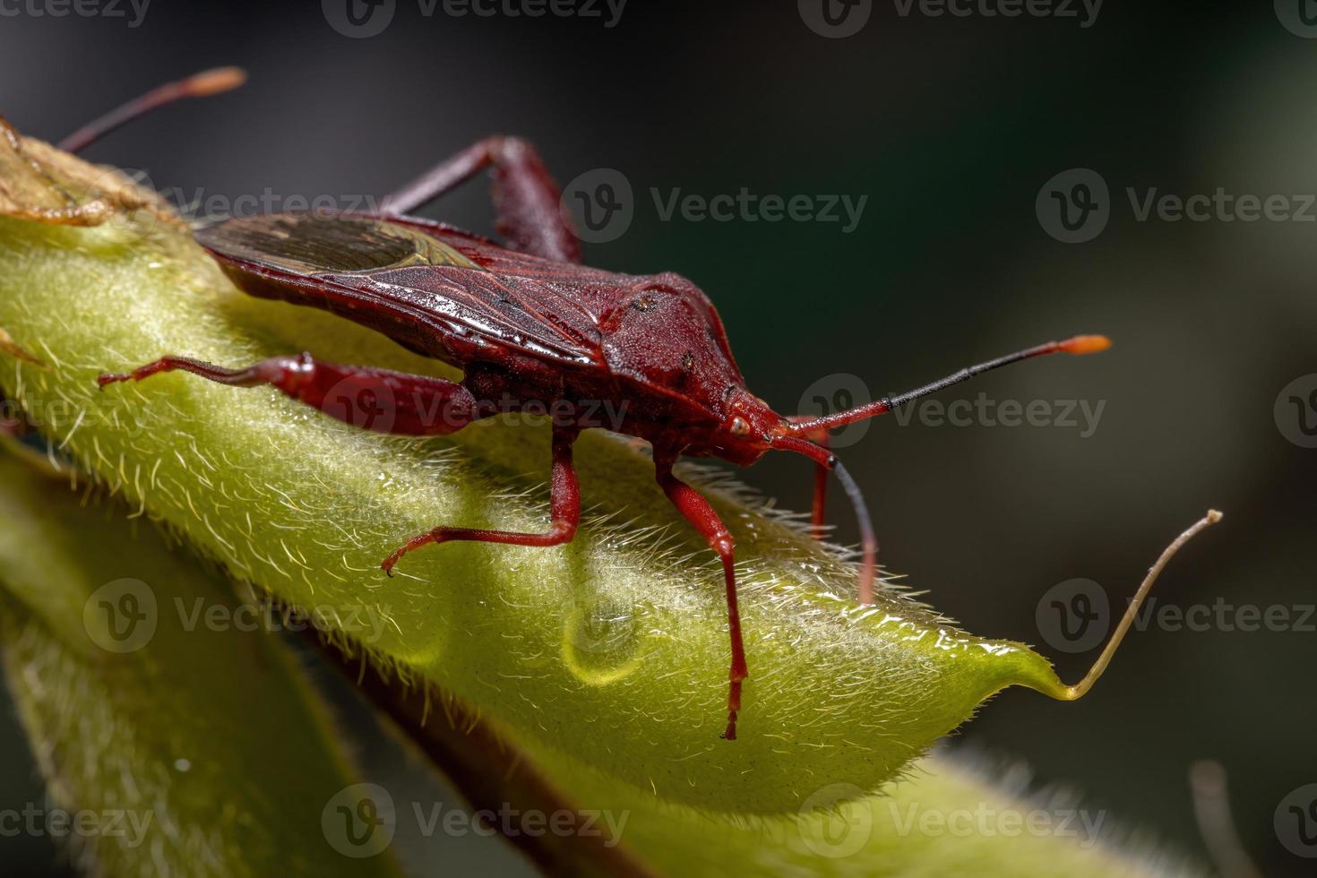 vuxen bladfotad insekt foto