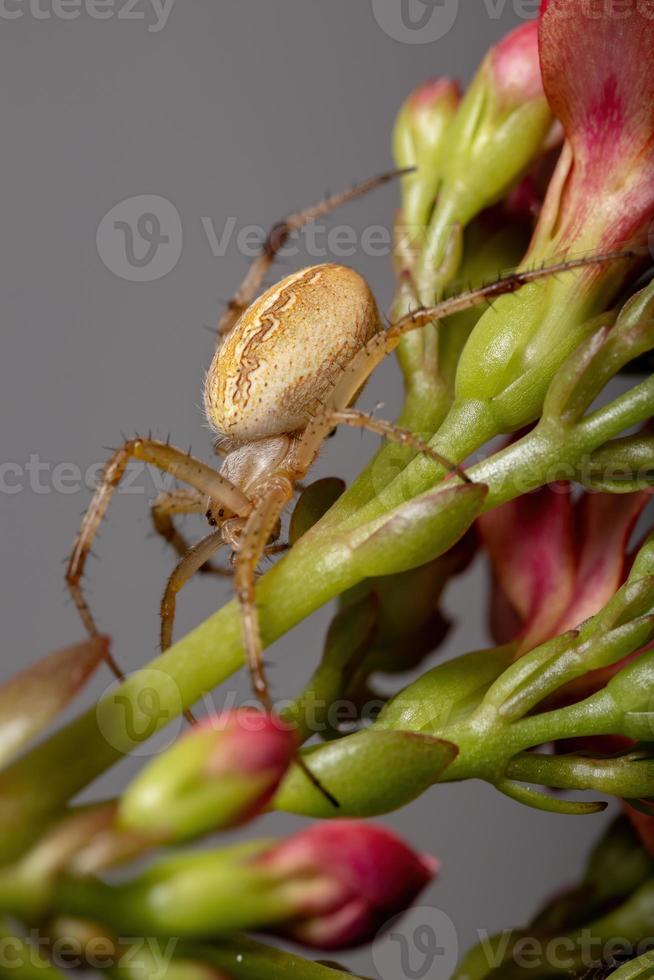 gräs neoscona spindel foto