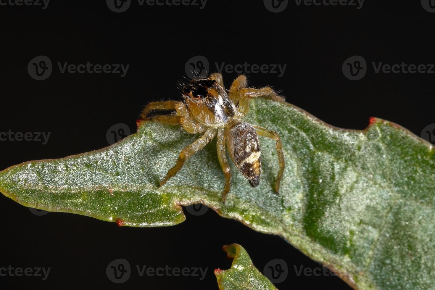 liten hoppande spindel foto