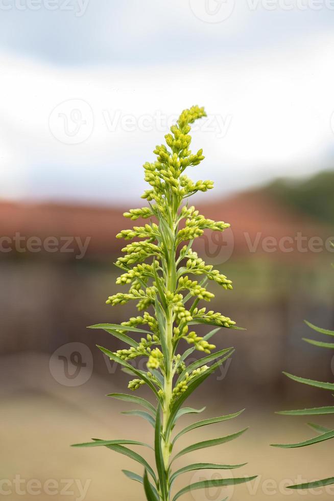 anis goldenrod växt foto