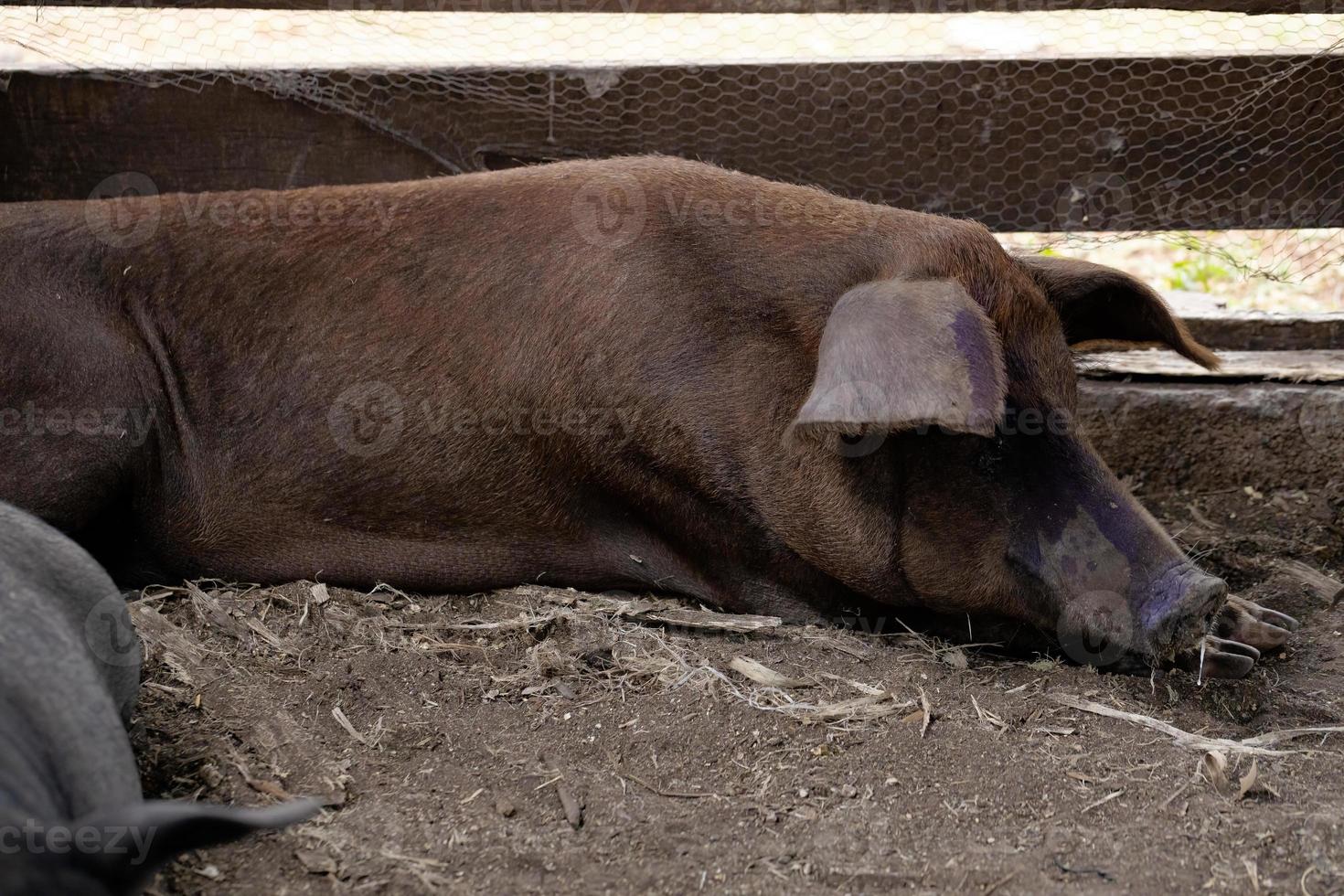 svart gris uppfödd foto