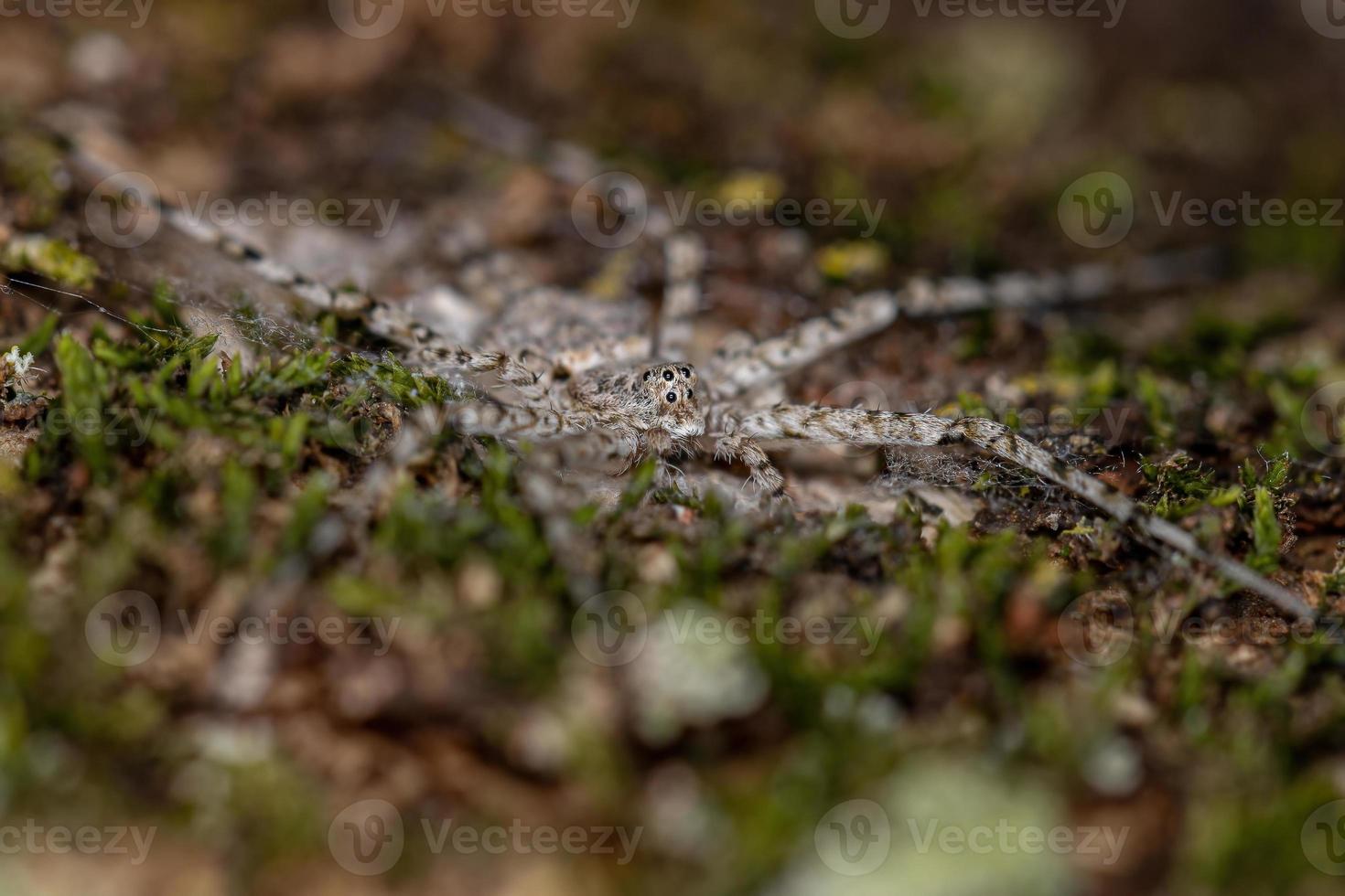 vuxen långspinnspindel foto