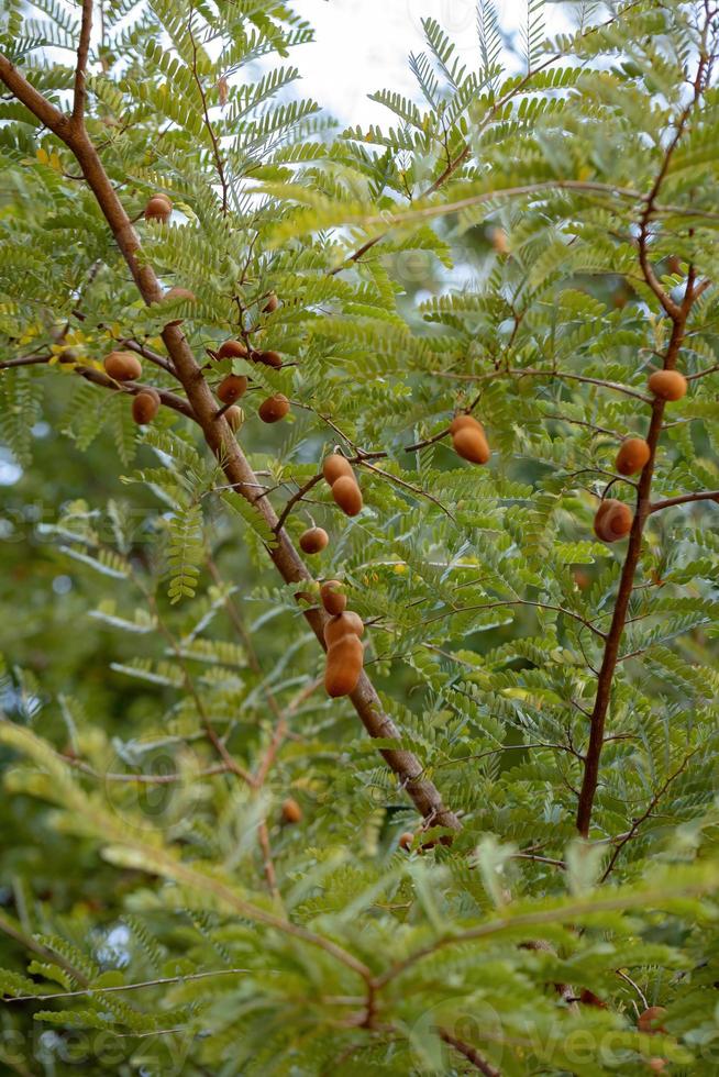 blad av ett tomarindoträd med några frukter foto