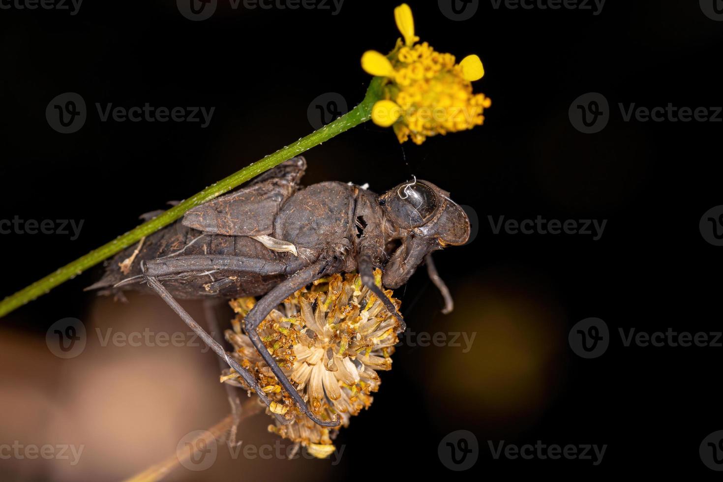 liten drakig insektsmolt foto