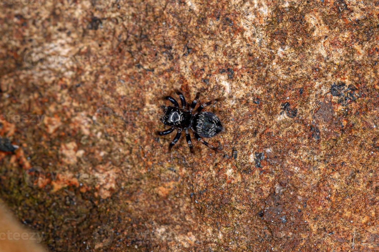 liten hoppande spindel foto