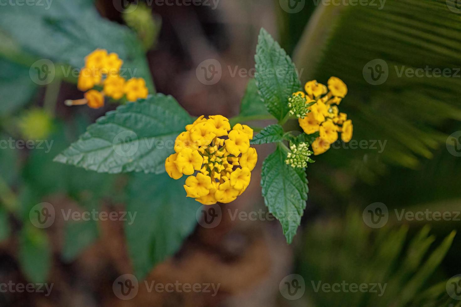 blomma av vanlig lantana foto