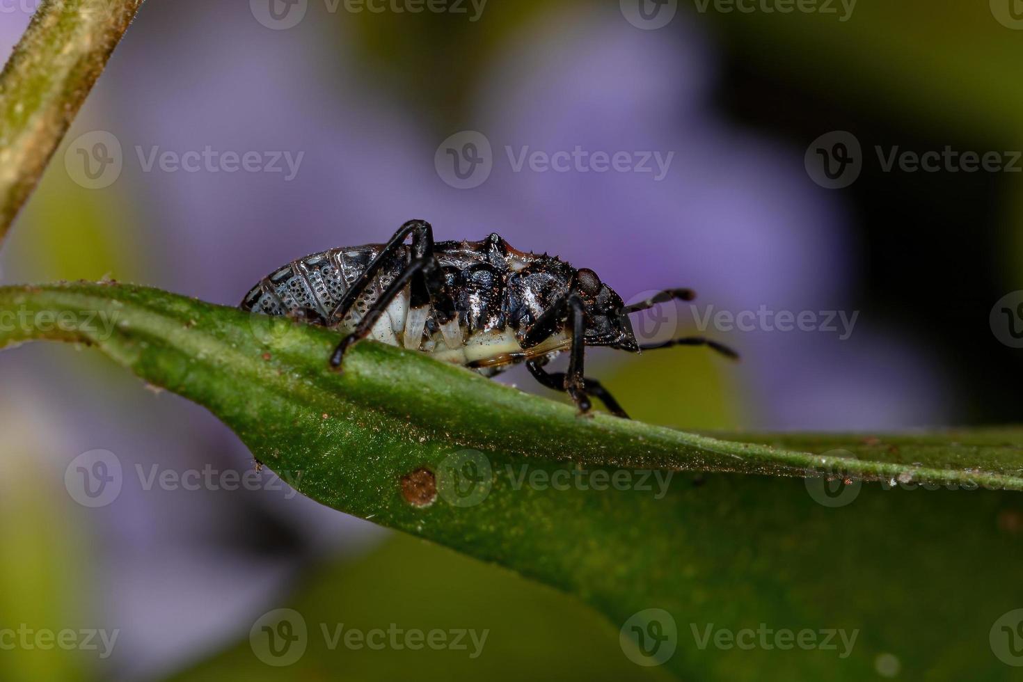 stink bug nymf foto