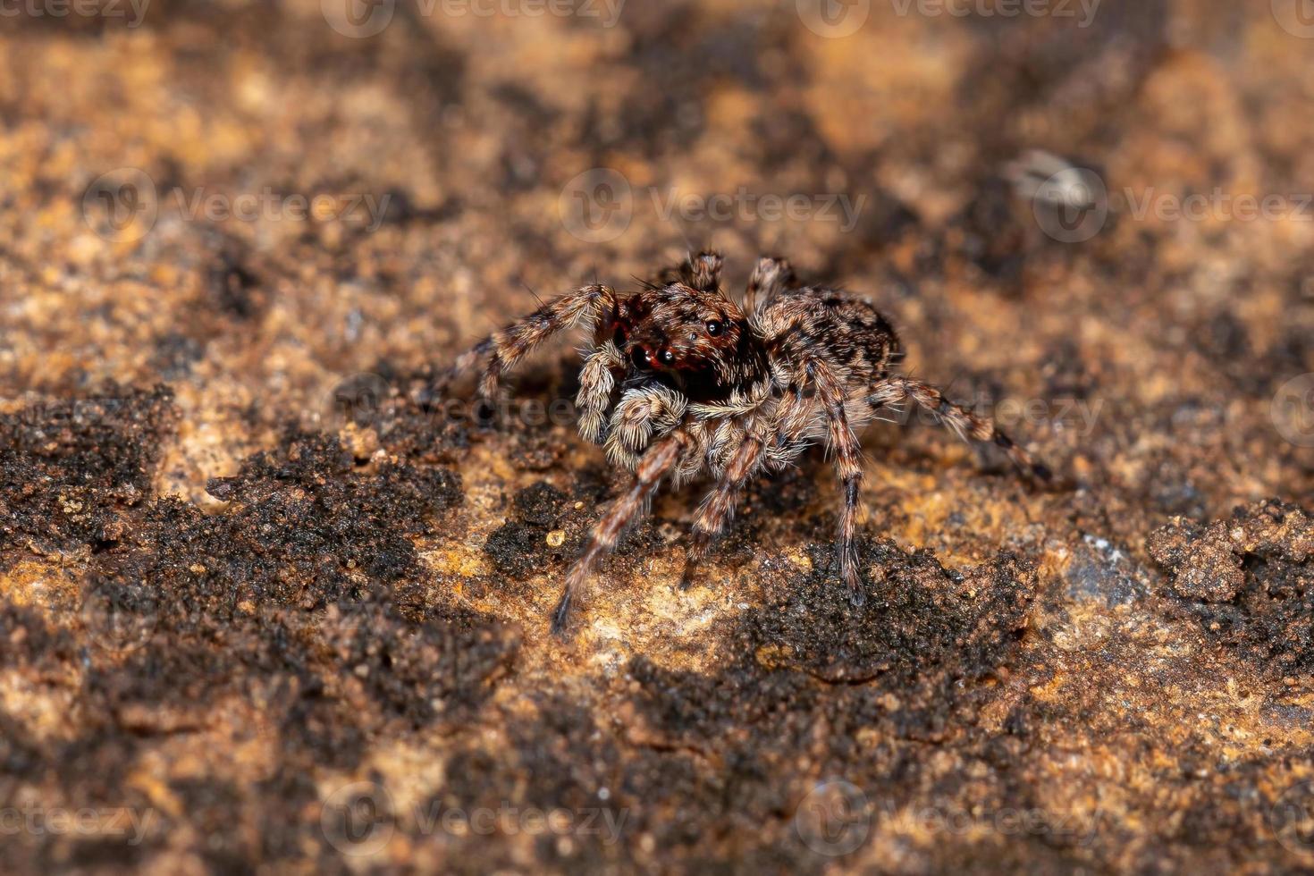 liten hoppande spindel foto