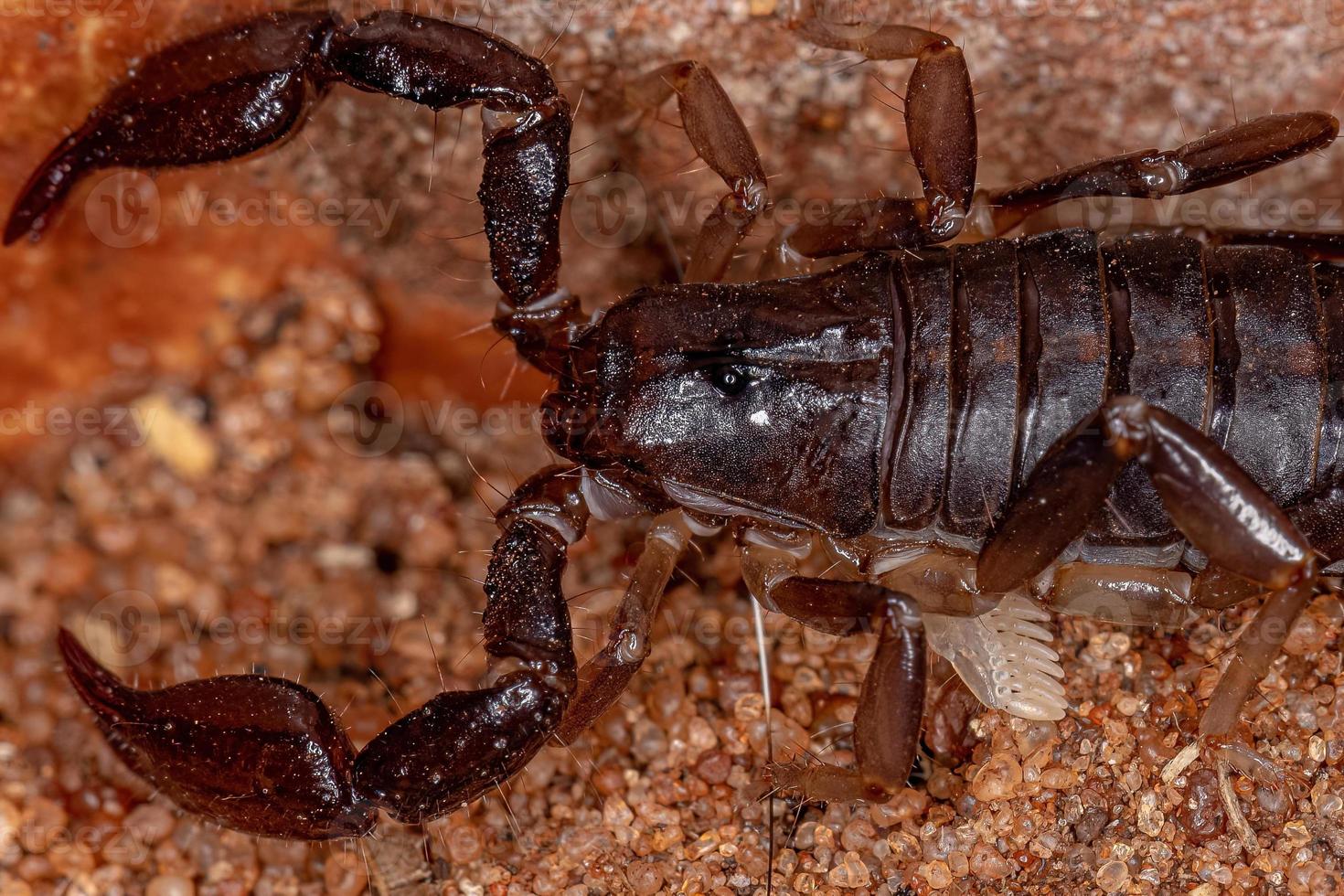 vuxen svart skorpion foto