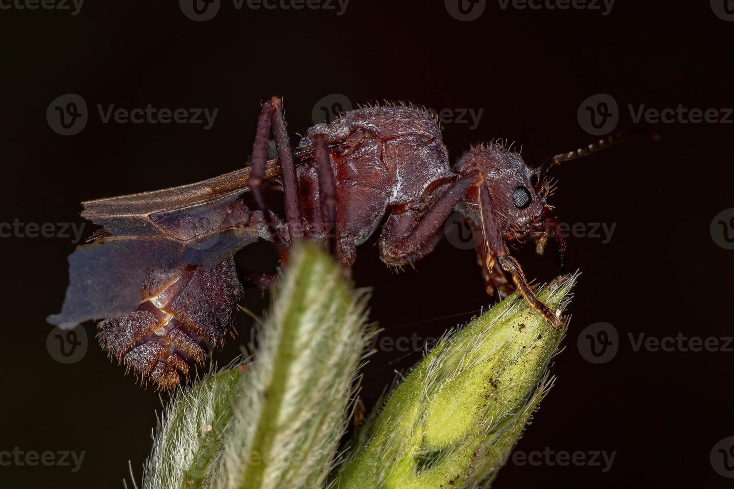vuxen kvinnlig acromyrmex lövskärardrottning myra foto