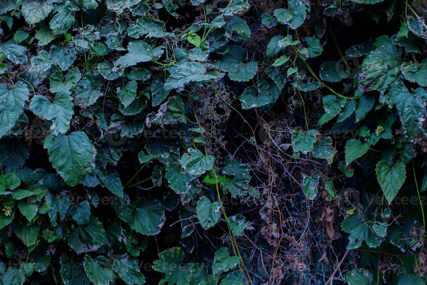 mörk mystisk dyster löv av en klättrande växt foto