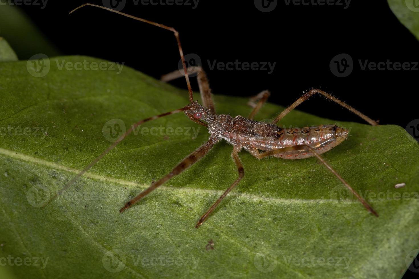 assassin bug nymf foto