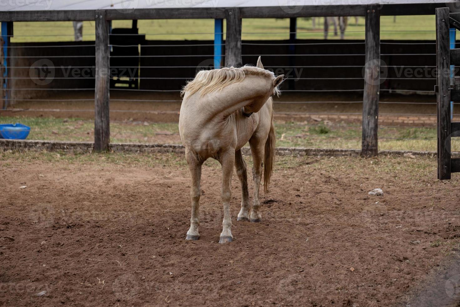 häst i en brasiliansk gård foto