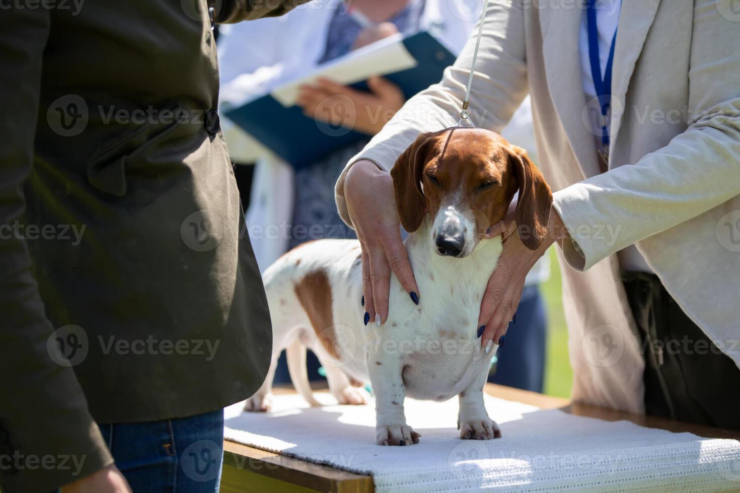 hund show. experter utvärdera de hund på tävlingar. foto