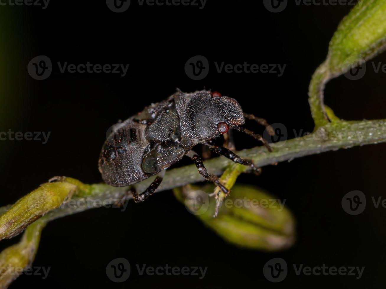 stink bug nymf foto