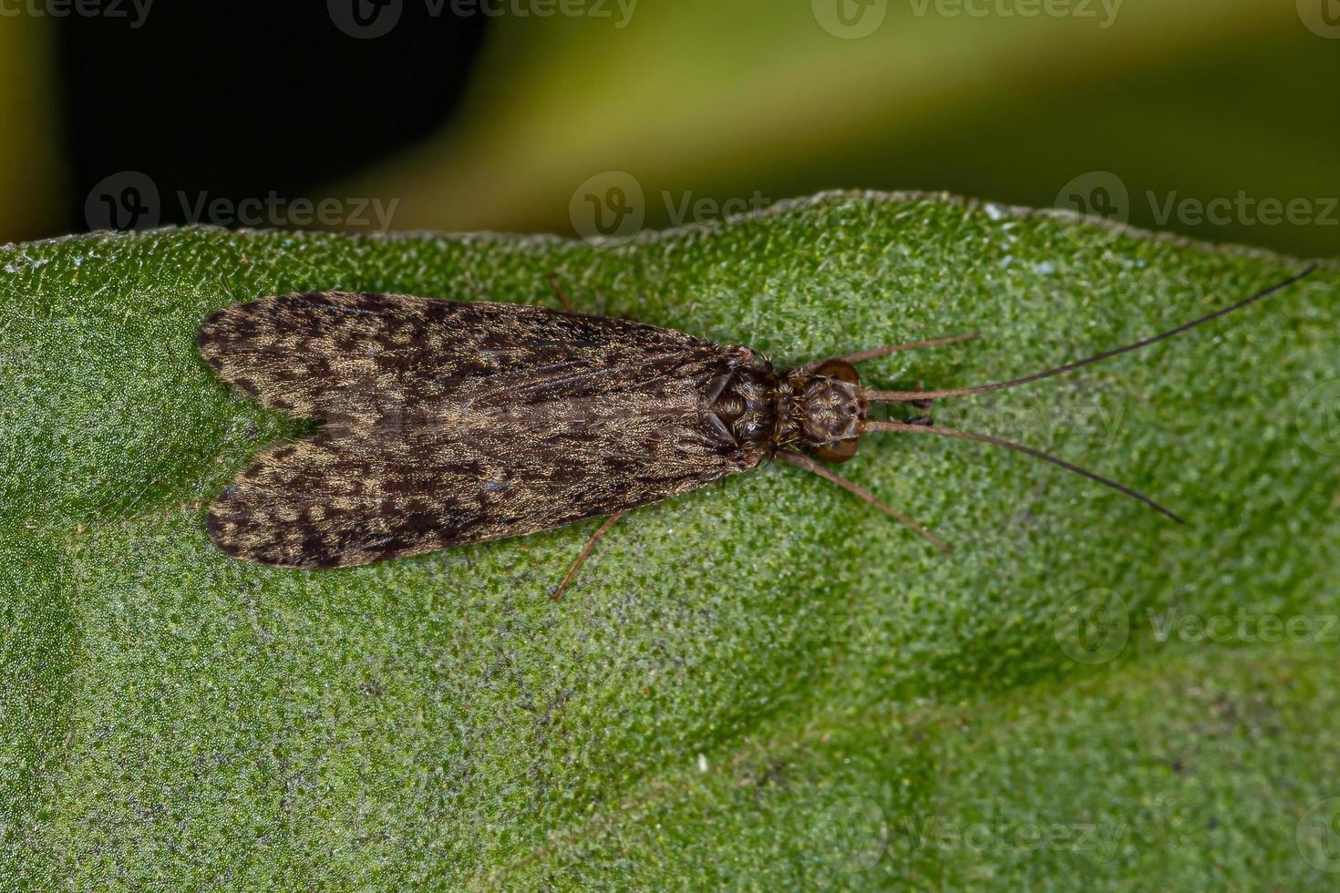 vuxen caddisfly -insekt foto