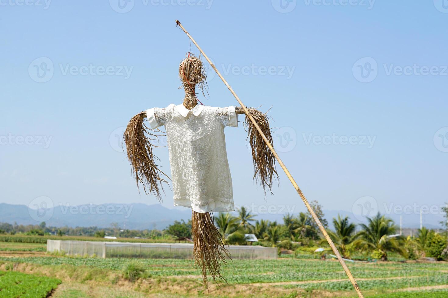 en scarecrow är en figur tillverkad från ris sugrör den där liknar en person bär bondens Kläder. för lurar de gal vem komma till äta de gröda i de fält till vara rädd. foto