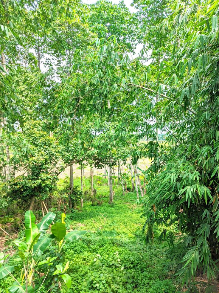 fredlig se av de skön grön bambu träd trädgård foto