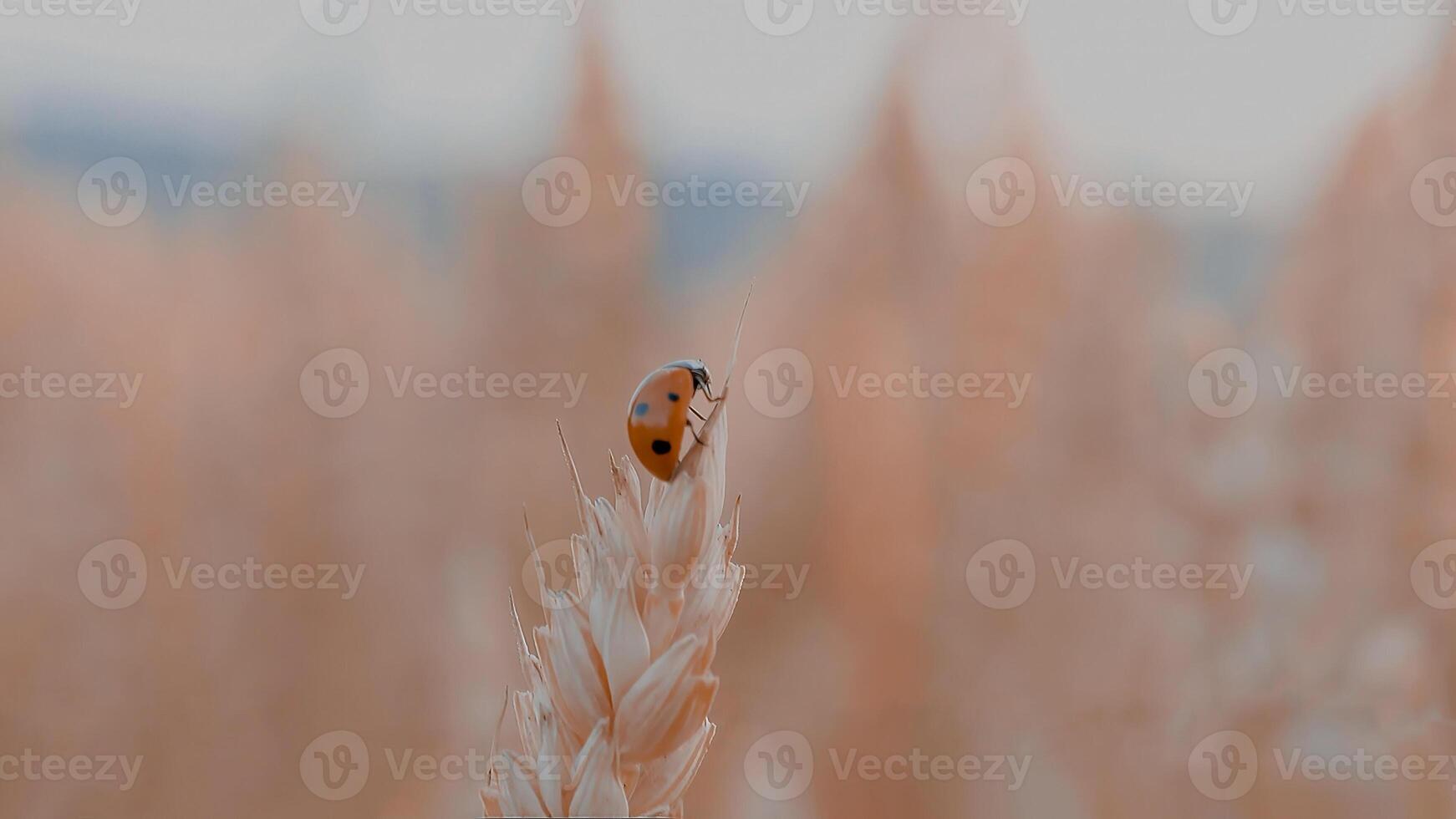 nyckelpiga sitter på en spika av vete mot de bakgrund av en fält och blå himmel foto