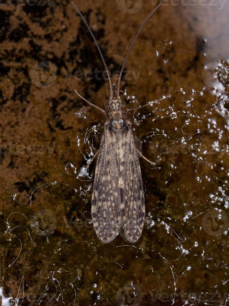 vuxen caddisfly -insekt foto