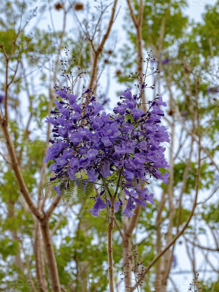 blå jacaranda träd foto