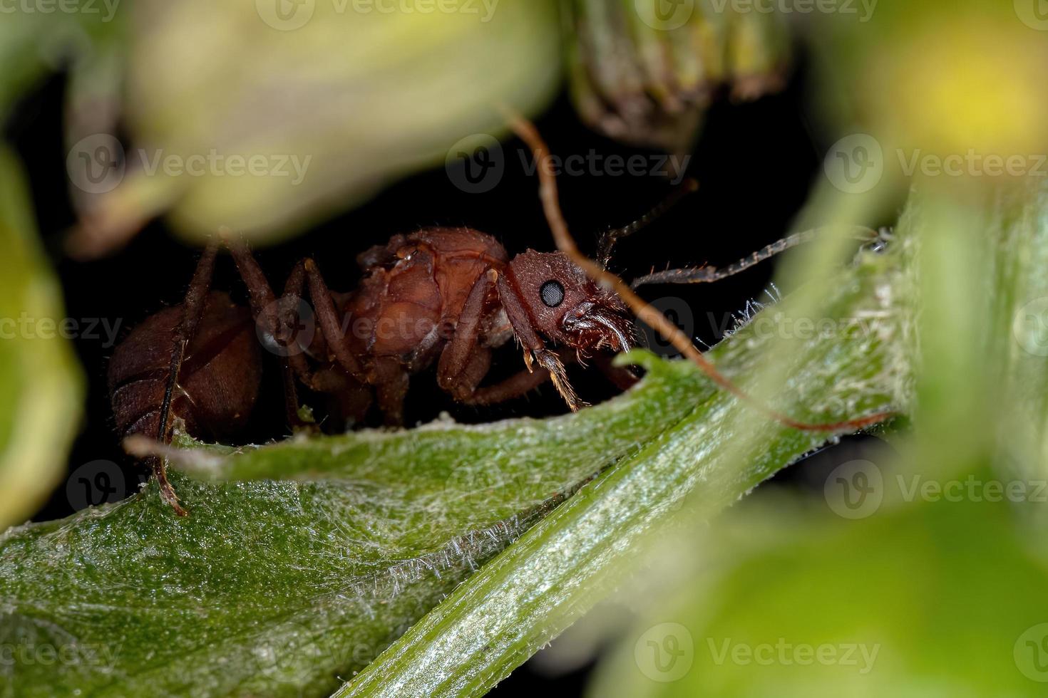 vuxen kvinnlig acromyrmex lövskärardrottning myra foto