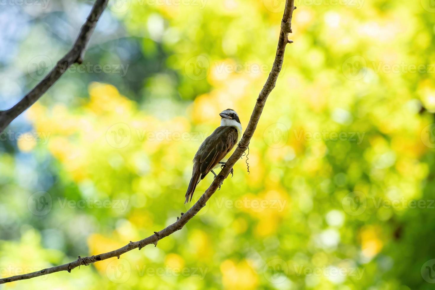 stor kiskadee i närbild foto