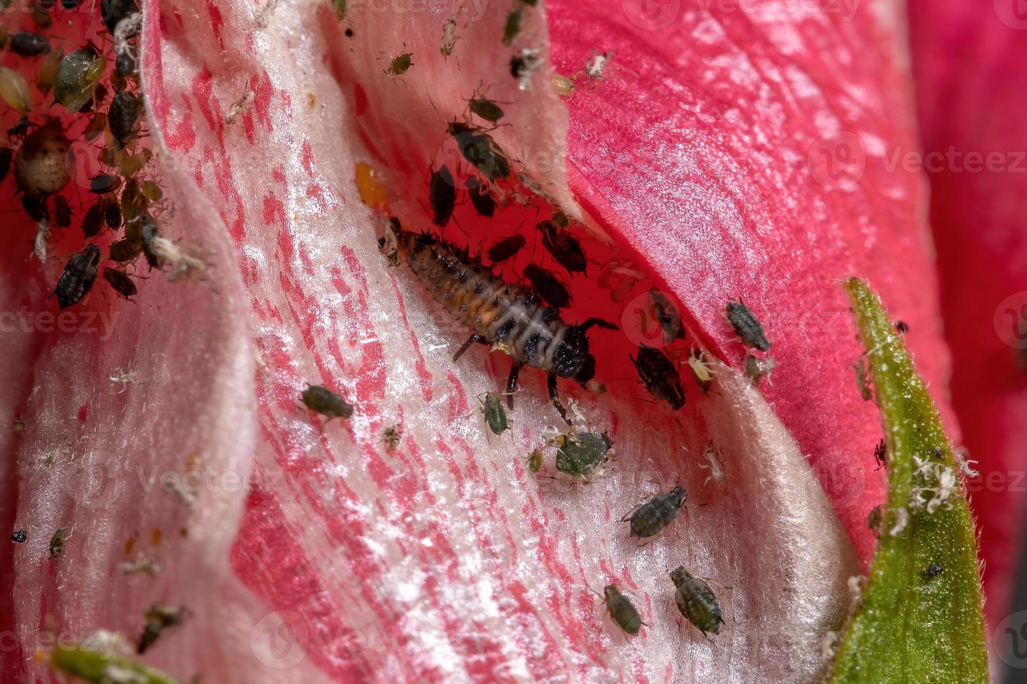 asiatiska lady beetle larver foto